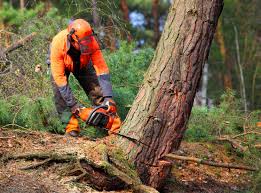 How Our Tree Care Process Works  in  Fairfield University, CT