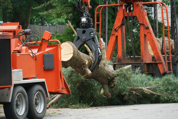  Fairfield University, CT Tree Removal Pros