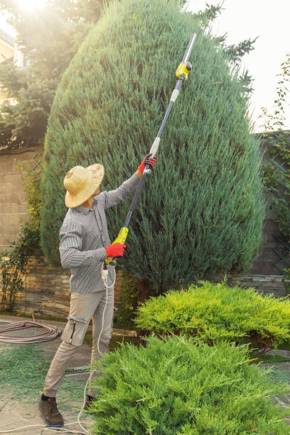 Best Storm Damage Tree Cleanup  in Fairfield University, CT